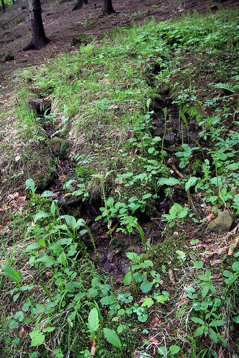Přesličkový pramen (3262) - květen 2010