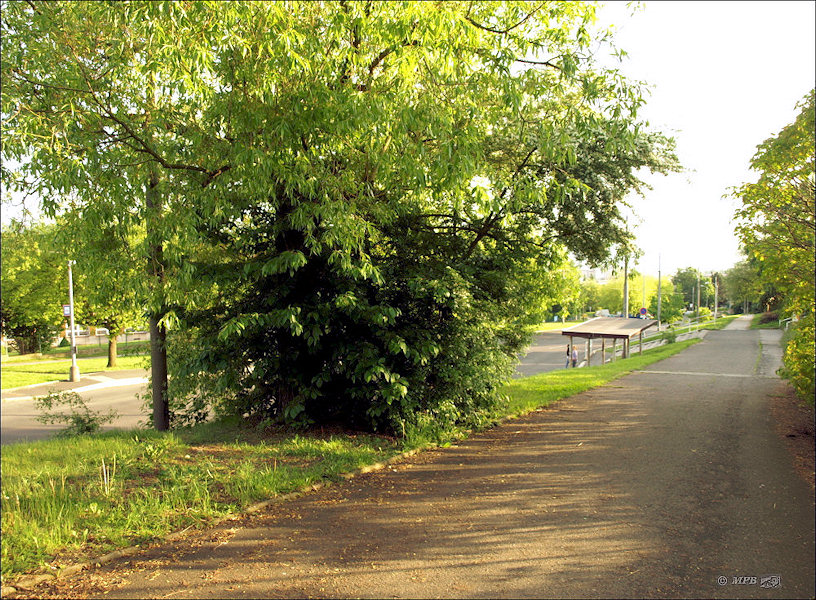 vrt Artéská studně (3292) - květen 2010