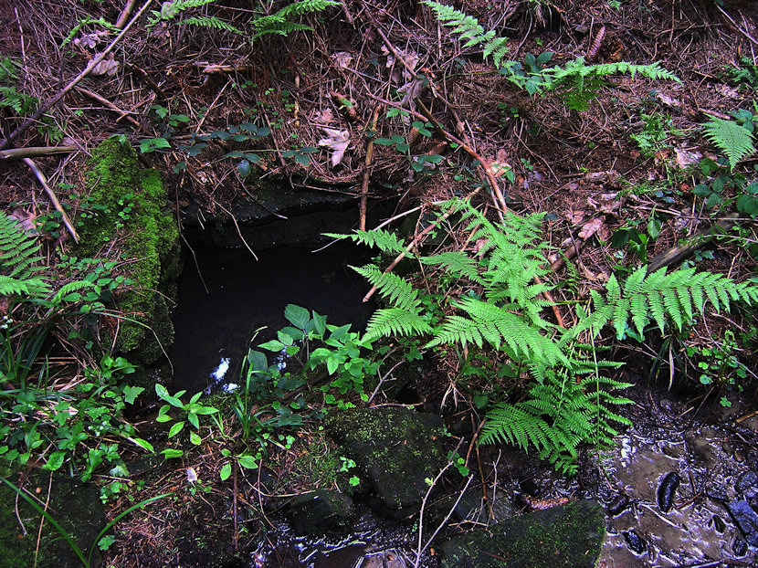 Mechová studánka (3332) - květen 2010