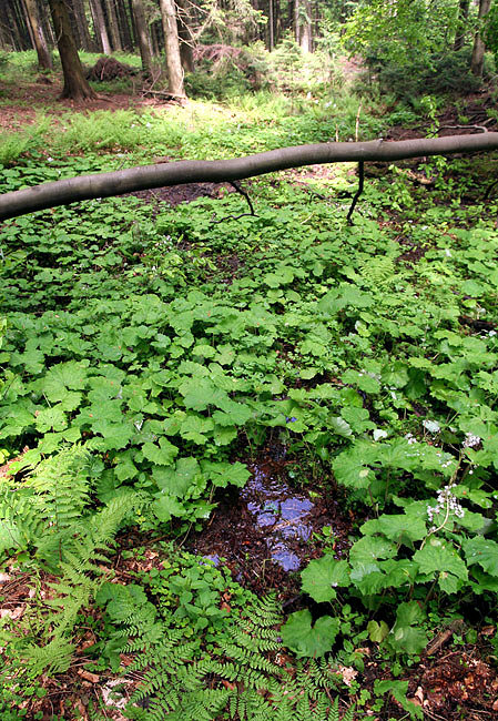 prameniště Pramen potoka Léščí I. (3349) - červen 2010