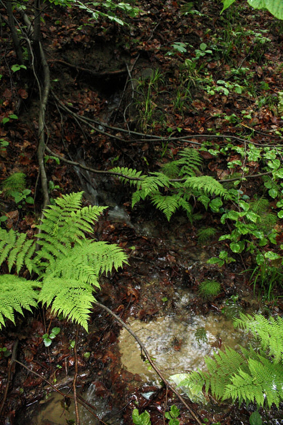pramen Nad Jedlovinou (3367) - červen 2010