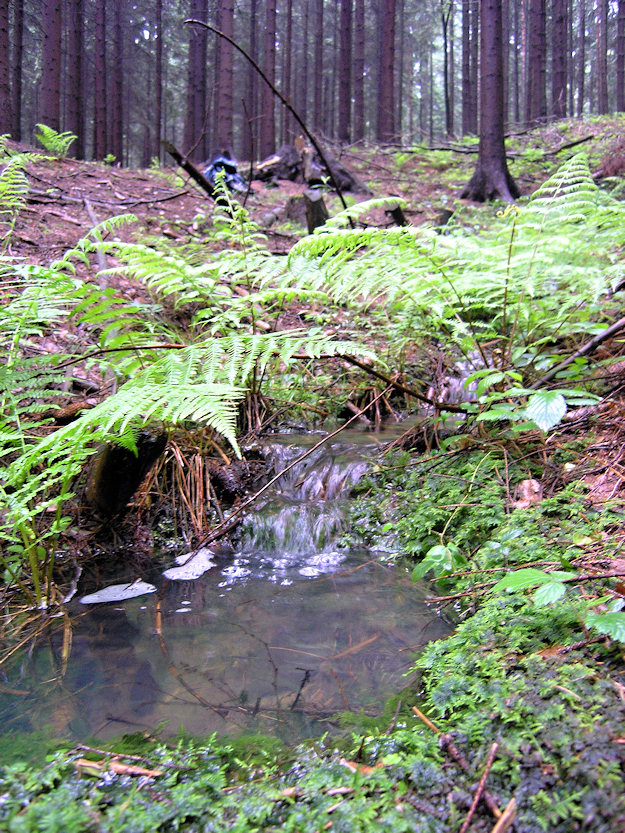 prameniště bez jména (3373) - červen 2010
