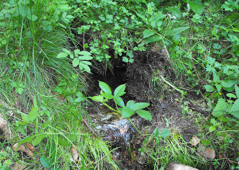 Lesní pramen (3456) - červen 2010