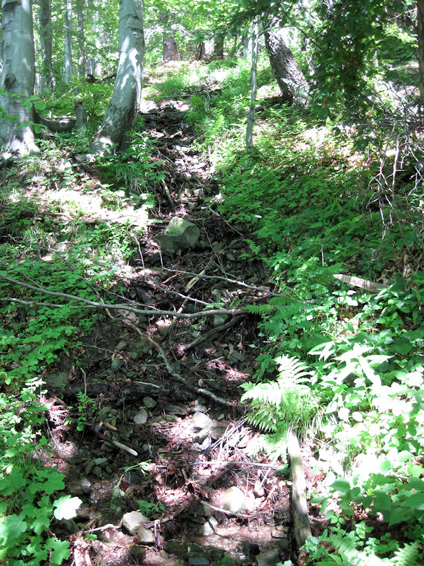 prameniště U Pastorka (3461) - červen 2010