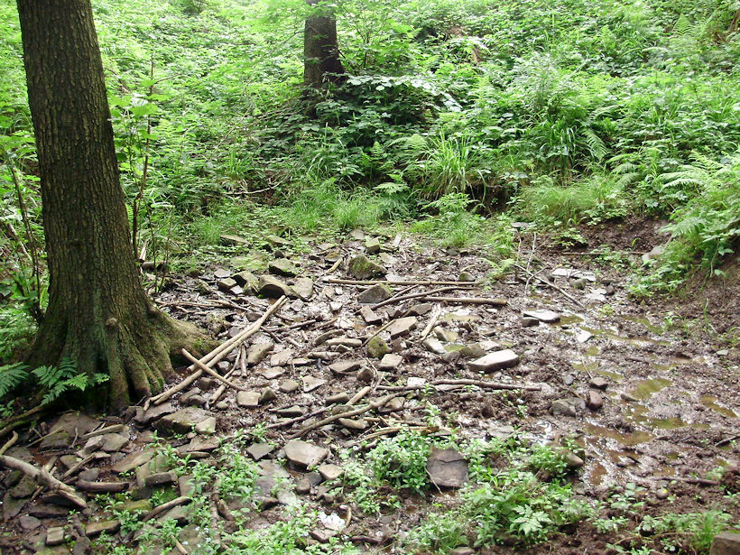 prameniště U Mladého (3597) - červenec 2010