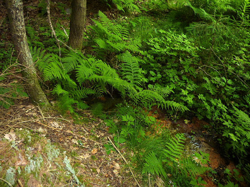 Hájenský pramen (3613) - červenec 2010