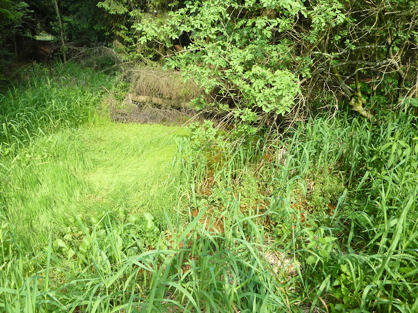 pramen Romana (3627) - červenec 2010