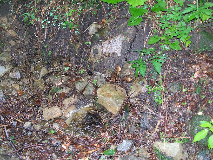 prameniště bez jména (3637) - červenec 2010