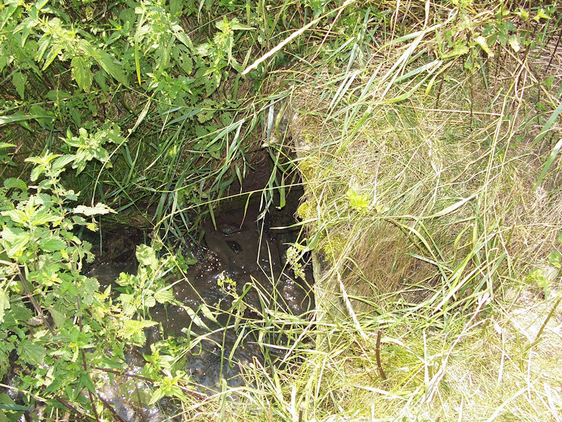 Pramen Polančického potoka (3639) - červenec 2010