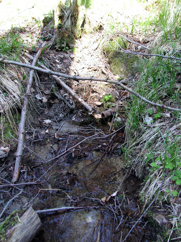 Ševčíkova studánka (3744) - srpen 2010