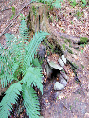 studánka Pod pařezem (3746) - srpen 2010