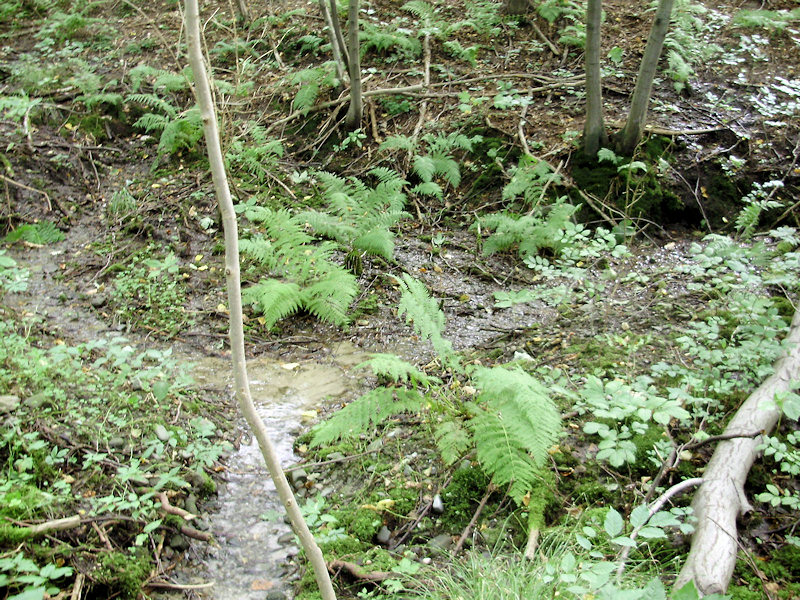 prameniště bez jména (3906) - srpen 2010