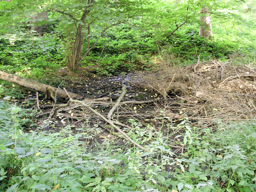 prameniště Polomsko (3941) - září 2010
