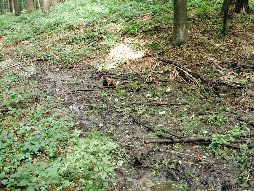 prameniště Nad červenou (3949) - září 2010