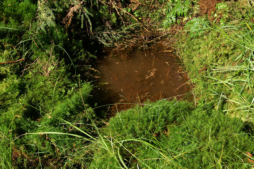 studánka V Jedličí (4046) - červen 2013