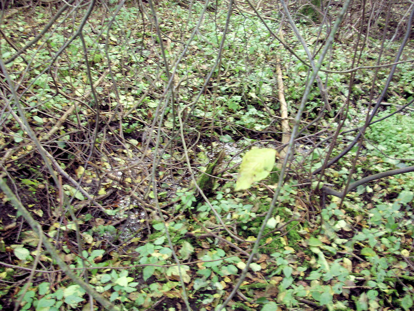 prameniště bez jména (4064) - říjen 2010