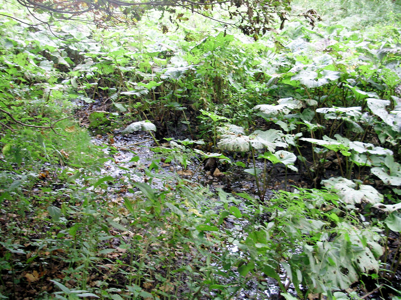 prameniště V Lopuších (4065) - říjen 2010