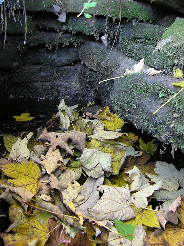 studánka bez jména (4159) - říjen 2010