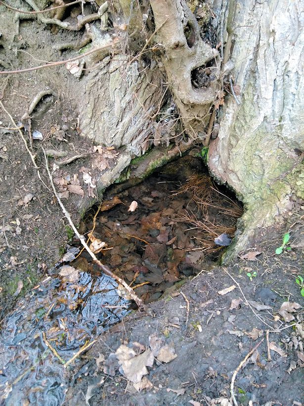 studánka Pod topolem (4220) - listopad 2010