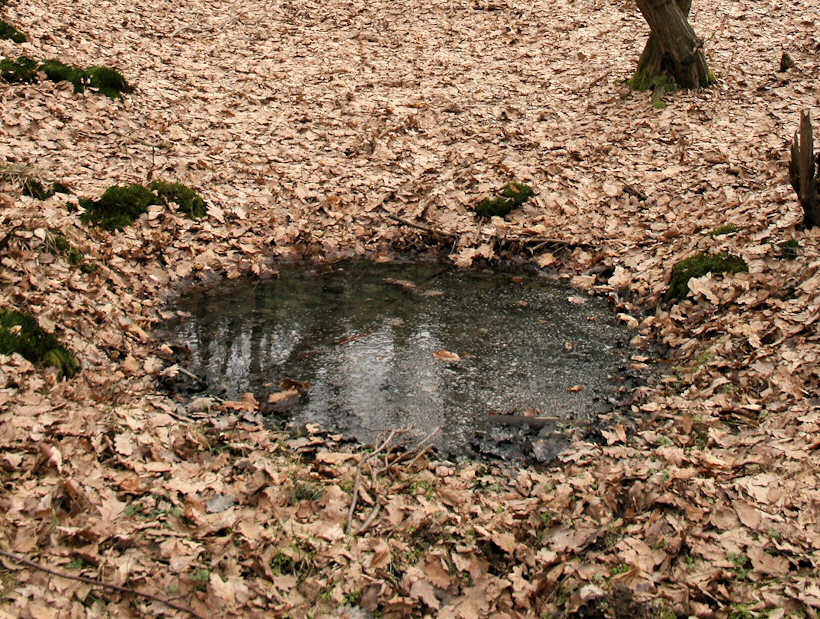 Studánka v lese Obora (4374) - únor 2011