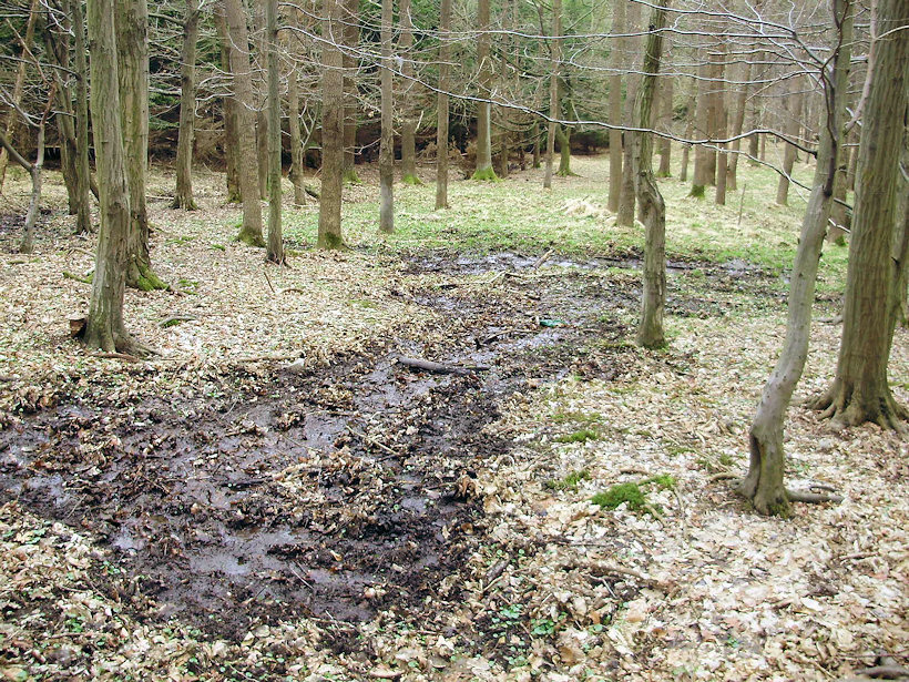 prameniště bez jména (4487) - duben 2011