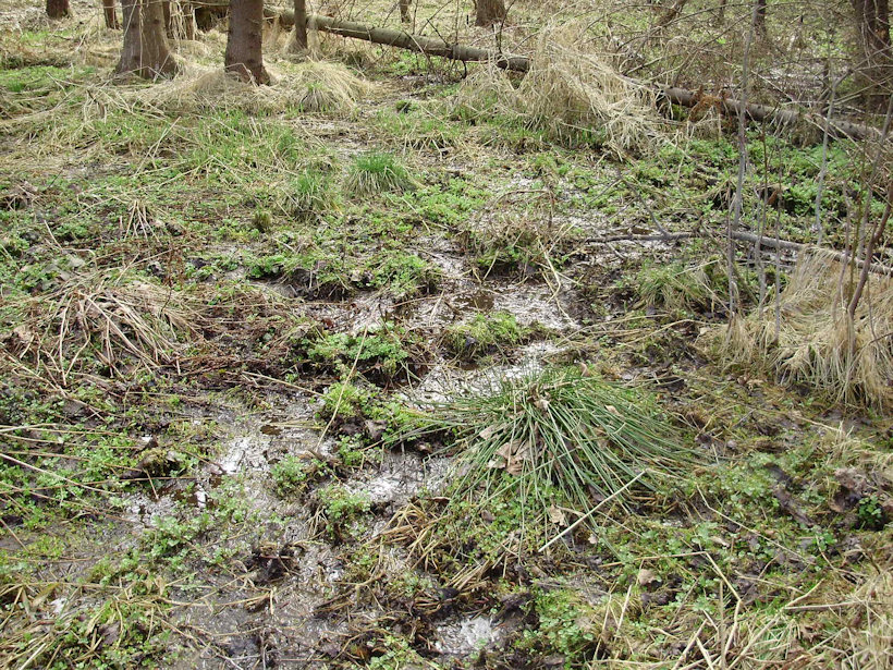 prameniště bez jména (4489) - duben 2011