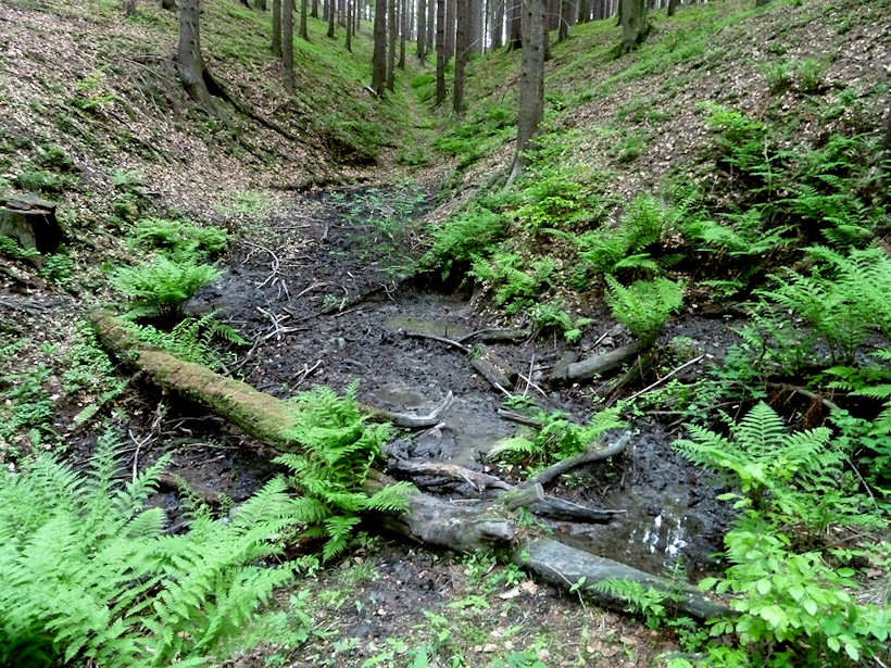 prameniště bez jména (4600) - květen 2011