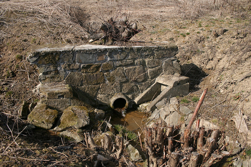 Pramen Českého potoka (4675) - červen 2011