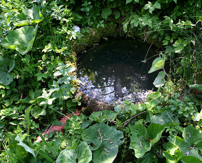 studánka U Vodojemu (4681) - červen 2011