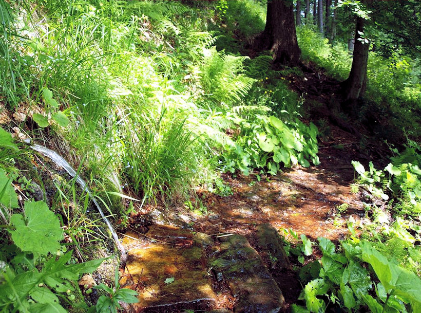 pramen Glodno voda (4729) - červen 2011