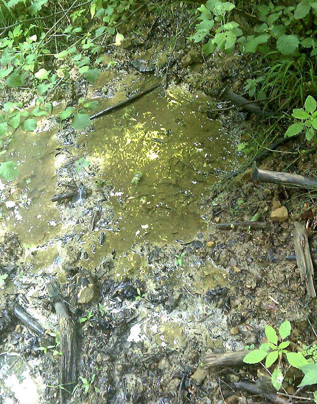 prameniště bez jména (4776) - červenec 2011