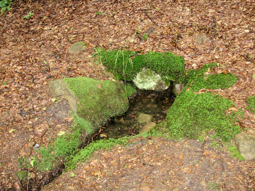 studánka bez jména (4790) - červenec 2011