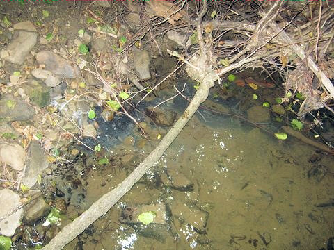 studánka Sirčena 1 (4838) - červenec 2011