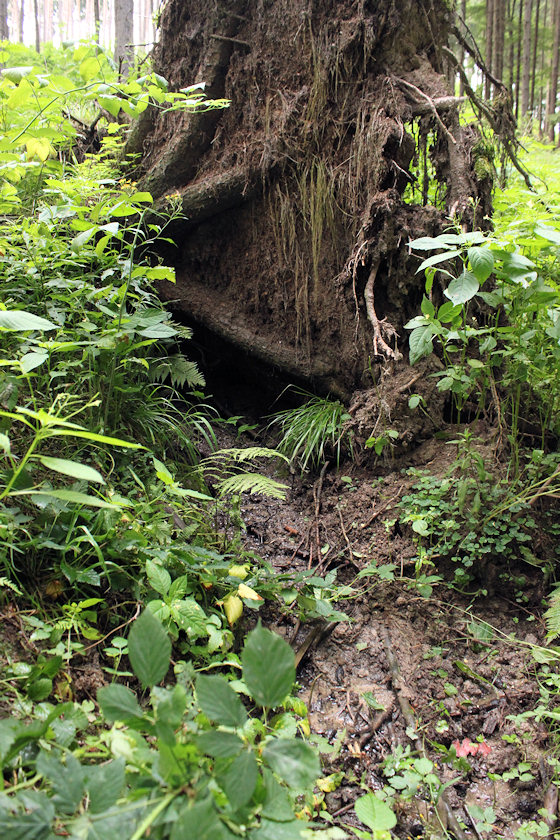 pramen Pod Smrkem (4858) - červenec 2011