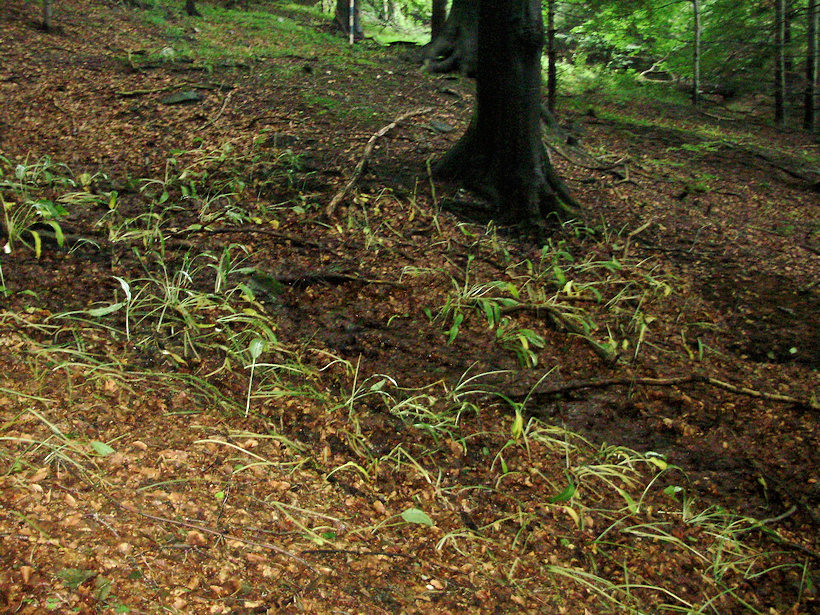 prameniště bez jména (4886) - srpen 2011