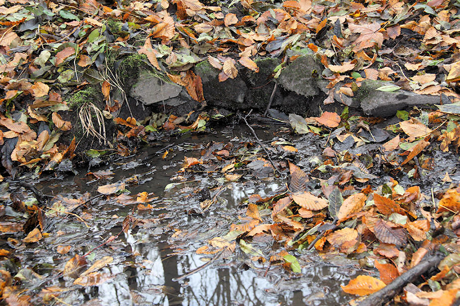 studánka Cholupická (5171) - listopad 2011