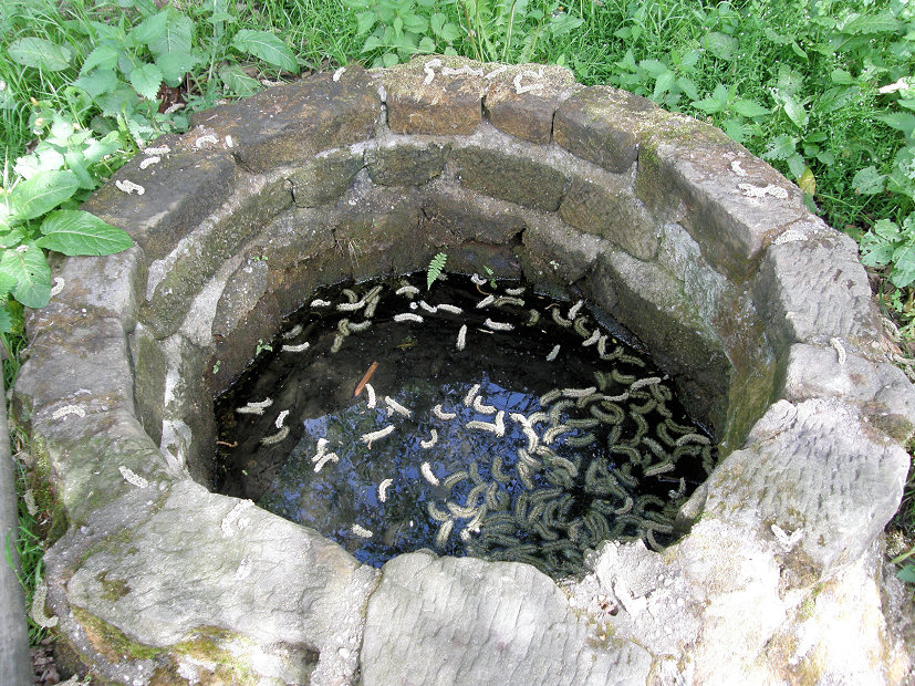 studánka bez jména (5259) - leden 2012