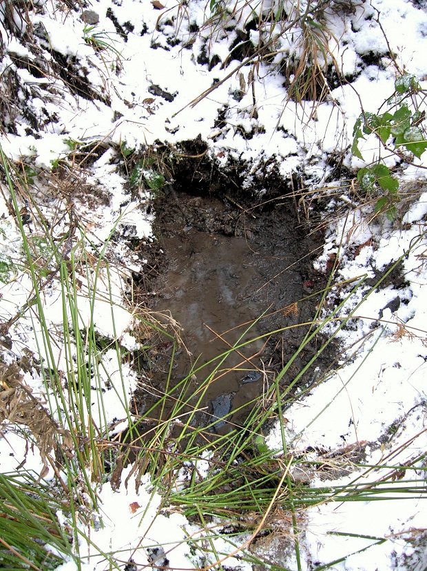 studánka Dolní Přílohy (5299) - leden 2012