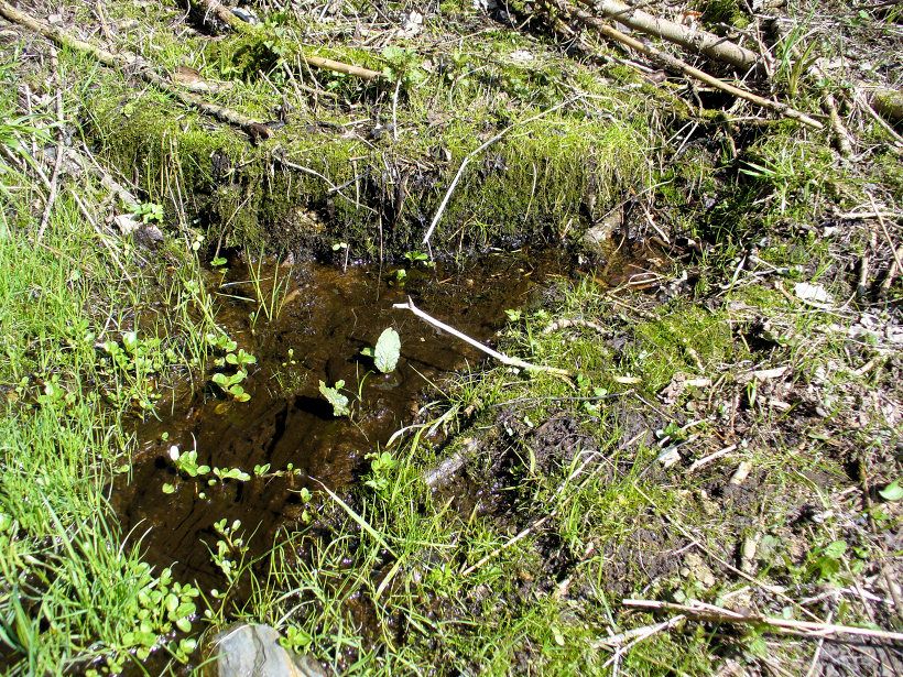studánka U Frajvelichů (5568) - duben 2012