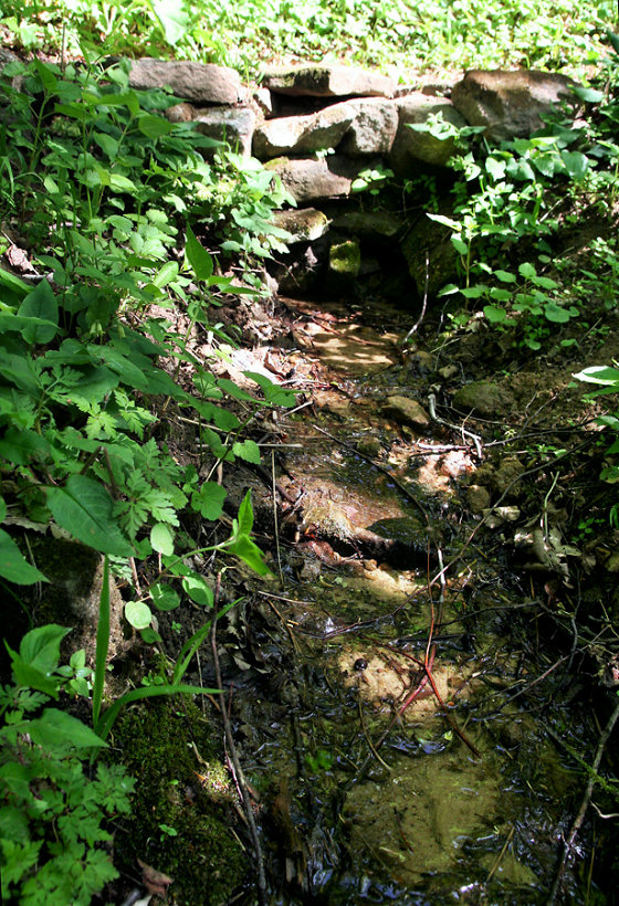 pramen Pod Chodníčkem (5687) - květen 2012