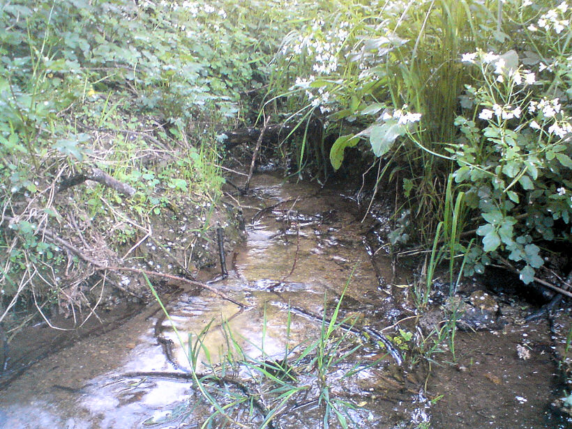 pramen U pustého mlýna (5697) - květen 2012