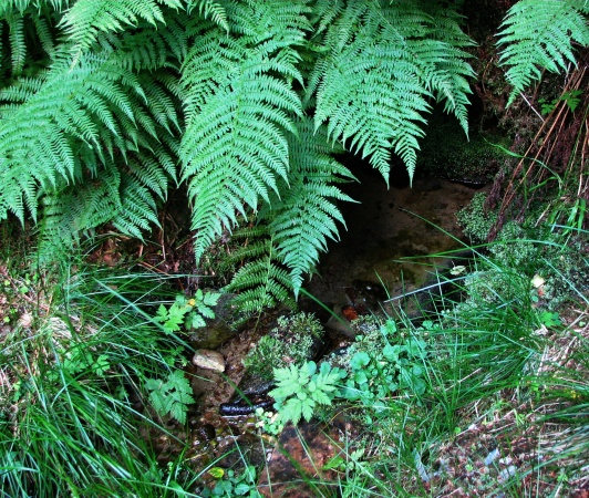 Hraběcí studánka (5788) - červen 2012