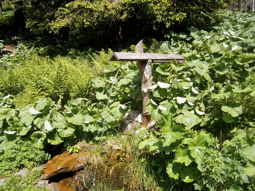 studánka U Potoční chaty (5799) - červen 2012