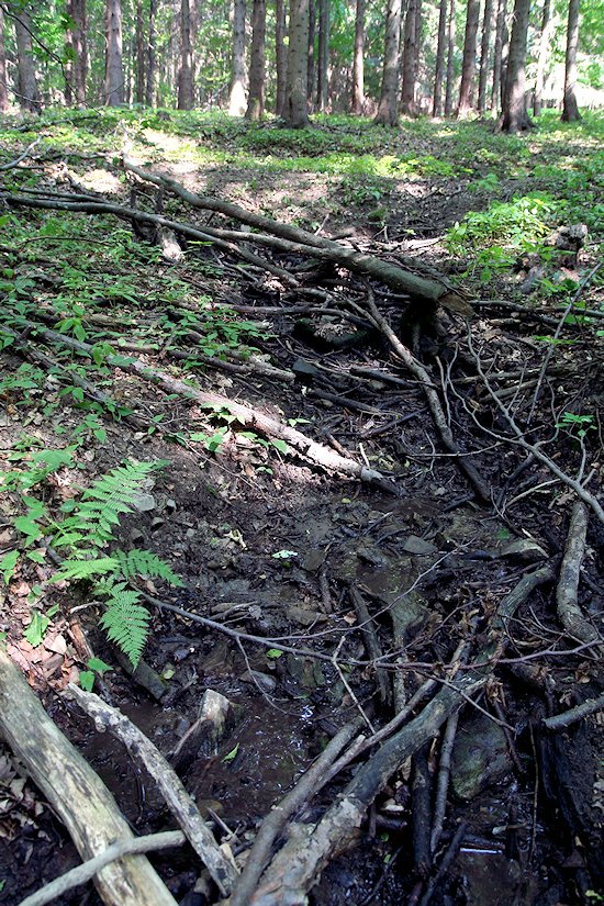 prameniště Pod Spleteným (5841) - červenec 2012