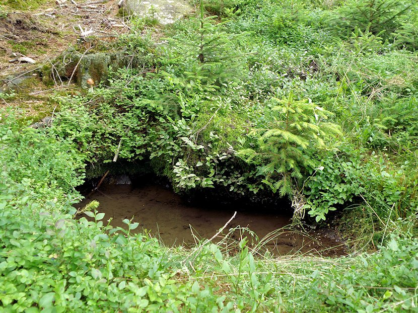 studánka Šumavanka (5857) - červenec 2012