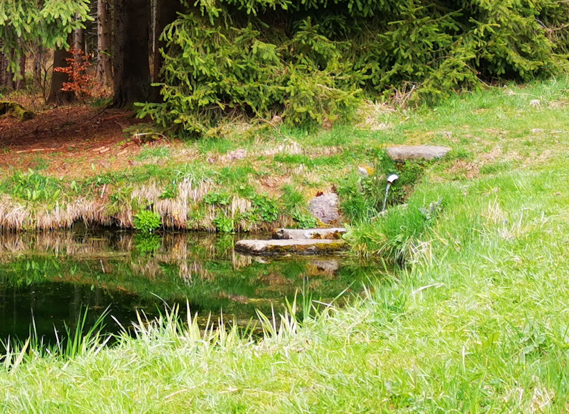 studánka Alpská vyhlídka (5858) - květen 2021