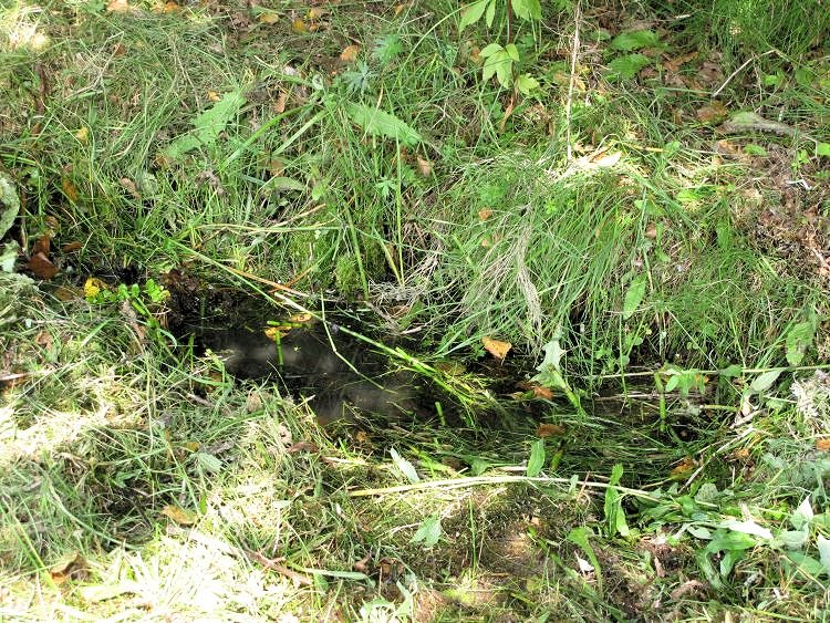 Prameniště Břehy (5945) - srpen 2012