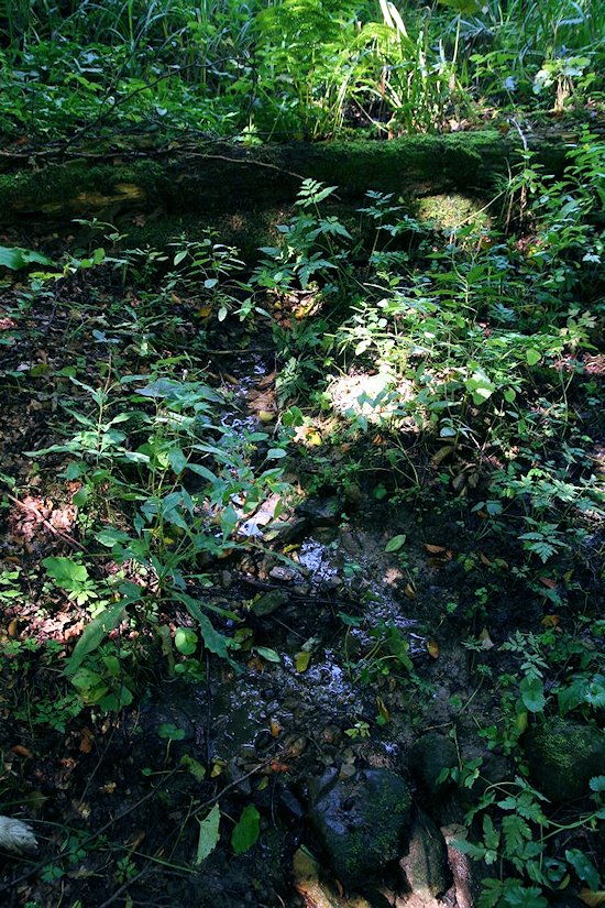 pramen Nad Krajcovcem (5982) - září 2012
