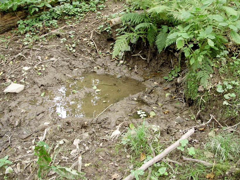 prameniště bez jména (5999) - září 2012