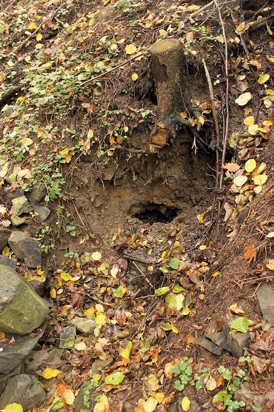 studánka Pod Kamennou cestou (6177) - listopad 2012